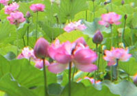 �L�̍��֏�E�n�X�̉�